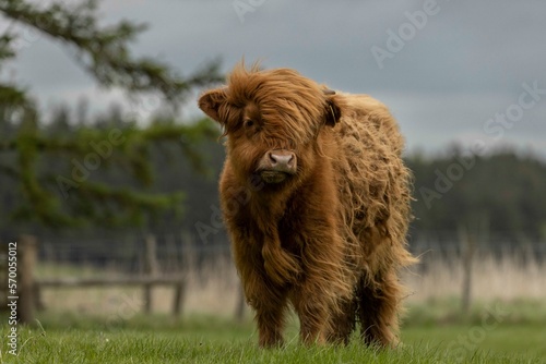 Highland Cattle Calf