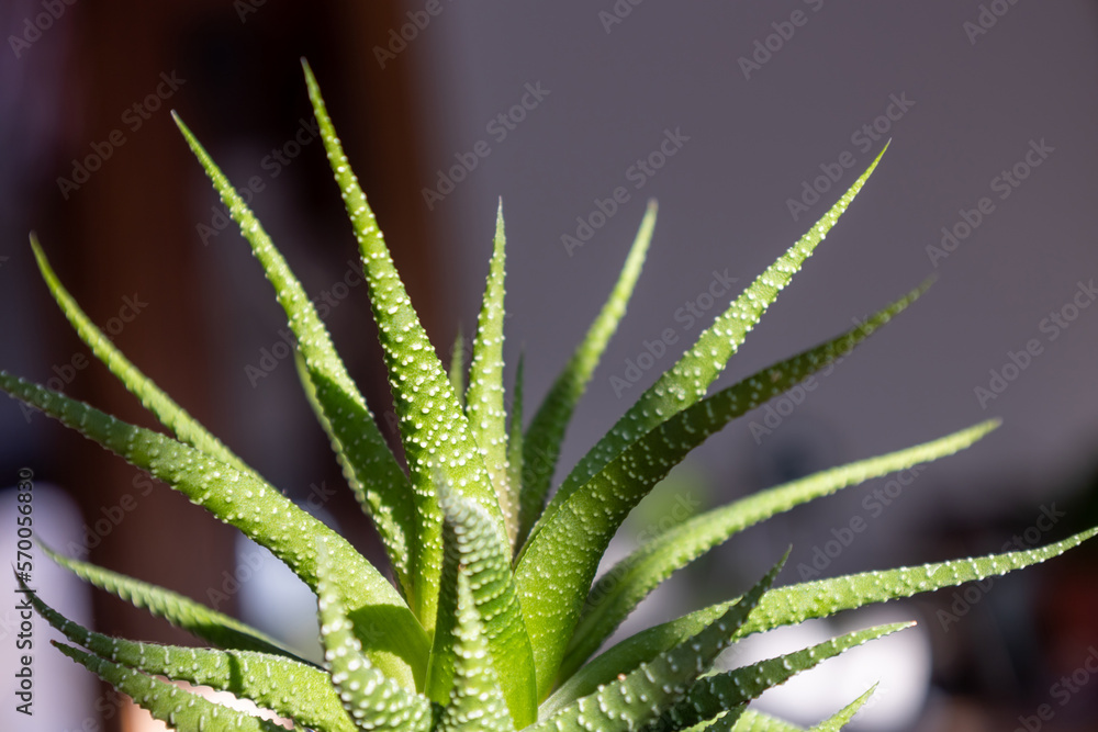 Close up macro view of a small potted haworthia houseplant, with defocused indoor background
Close up macro view of a small potted haworthia houseplant, with defocused indoor background