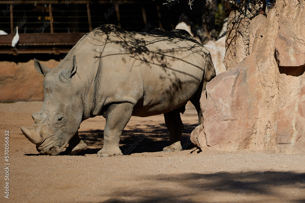 Fototapeta premium Big Rhinoceros stand alone near rock