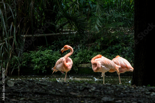 animales y naturaleza en Colombia