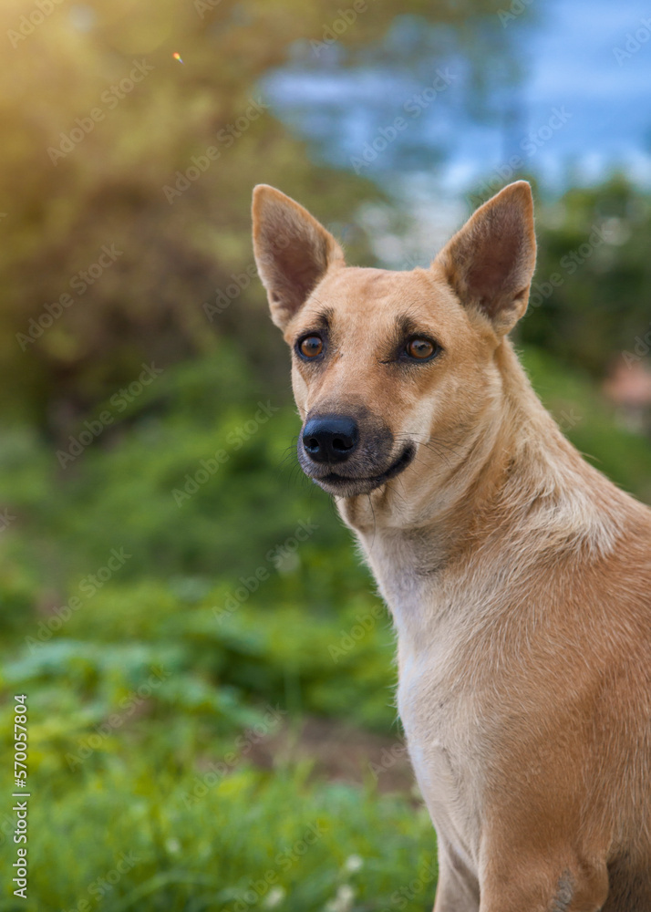 portrait of a Indian breed dog