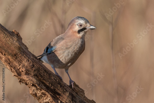 Eurasian Jay (Garrulus glandarius) perched on a branch in the forest in winter.