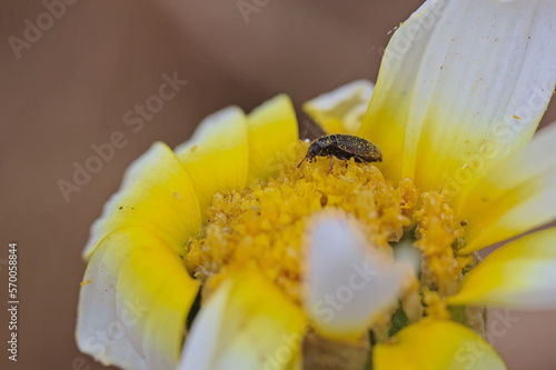 pequeños insectos en flor manzanilla