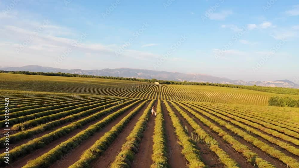 Aerial view of agricultural field near Verdon, Provence, France. Aerial view of agricultural field near Verdon, Provence, France.