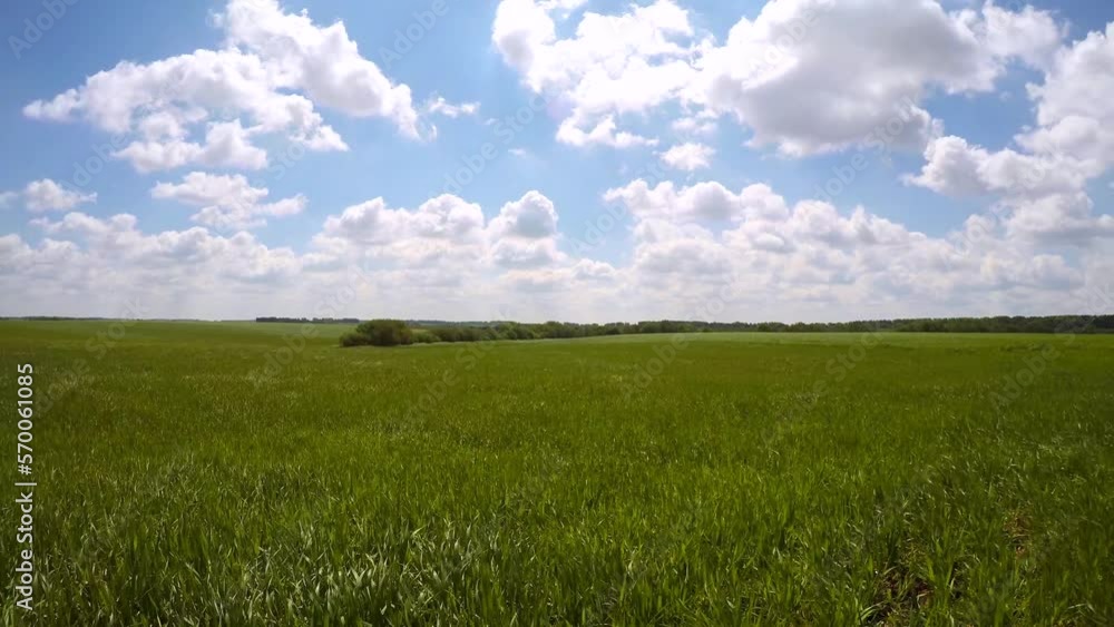 Green fields of young wheat in spring. Time lapse footage. Green fields of young wheat in spring. Time lapse footage.