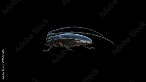 Anoplophora Malasiaca Insect Transparent Alpha Video photo