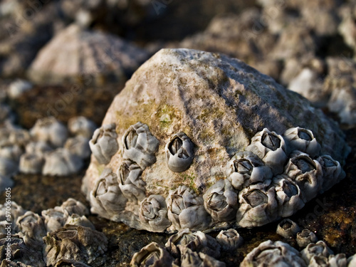 Limpet covered with barnacles - close-up