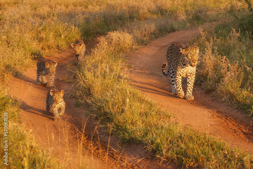 Photography A leopardess with three kittens walking along a reddish sandy road through the savannah in the morning sun, bright colours, direct view, morning safari in Kruger Park, South Africa