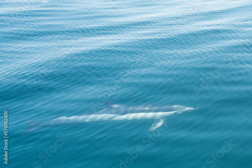 Delfín bajo superficie