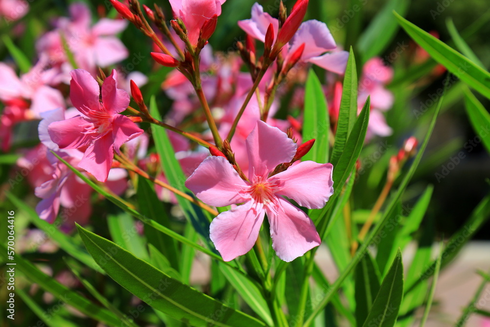 Fototapeta premium Flowers pink oleander bloomed in spring. Nerium oleander, Shrub, tree, garden plant for medicine, pharmacology, cosmetics, disease treatment. Pink summer background