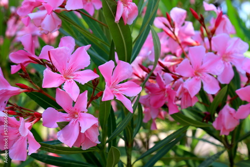 Flowers pink oleander bloomed in spring. Nerium oleander, Shrub, tree, garden plant for medicine, pharmacology, cosmetics, disease treatment. Pink summer background