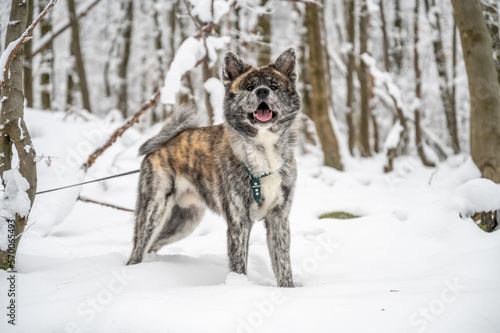 Cute Akita Inu Dog with gray orange fur looking at camera with open mouth, standing in the snow during winter with forest in background © Bildgigant