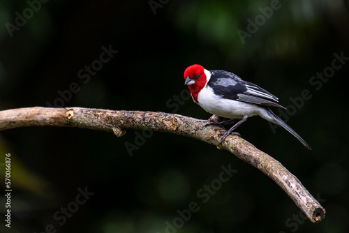 A Red-cowled Cardinal also know as Cardeal perched on the branches of a tree. Species Paroaria dominicana. Animal world. Birdwatching. Birdlover