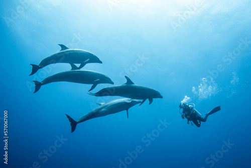 Bottlenose dolphins and scuba diver  French Polynesia