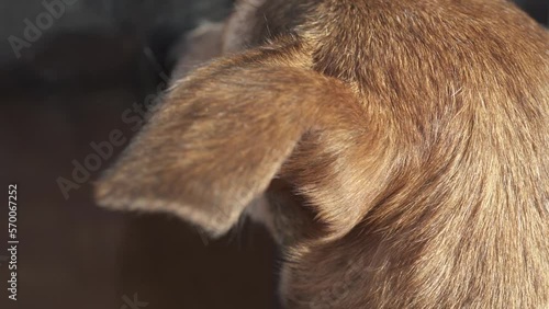 Head of a brown dog with brown ears. Close up of a mixed dog. Dog's fur neck. Dog's looking inside a house trying to get in. (ID: 570067252)