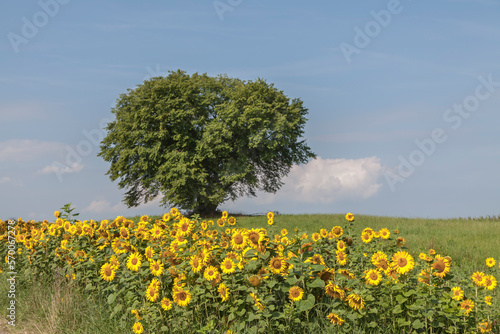 Sunflowers field in the Eifel at Blankenheim, North Rhine-Westphalia, Germany