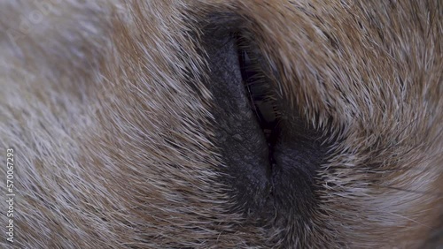 Macro shot of a close eye dog. A sleepy slow motion (ID: 570067293)