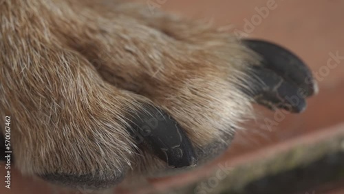 Macro shot of long and black nails (hooves) of a brown dog. Dog paw (ID: 570067462)
