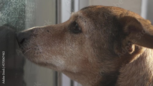 A dog outside looks through the window waiting to enter the house. Sad look. old dog (ID: 570067463)