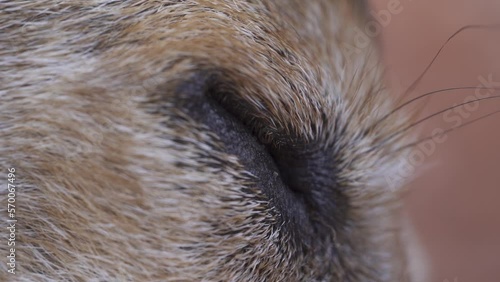 Macro shot of a close eye dog. A sleepy slow motion (ID: 570067496)