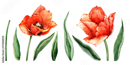 Set of watercolor red tulip flowers  bud  leaves  stems. Hand-drawn watercolor illustration of isolated elements on a white background for cards  greeting  March 8  Easter  Valentine s Day  wedding.