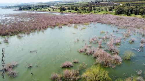 Aerial view of a lake with in water vegetation, Sea of Galilee, Israel. photo