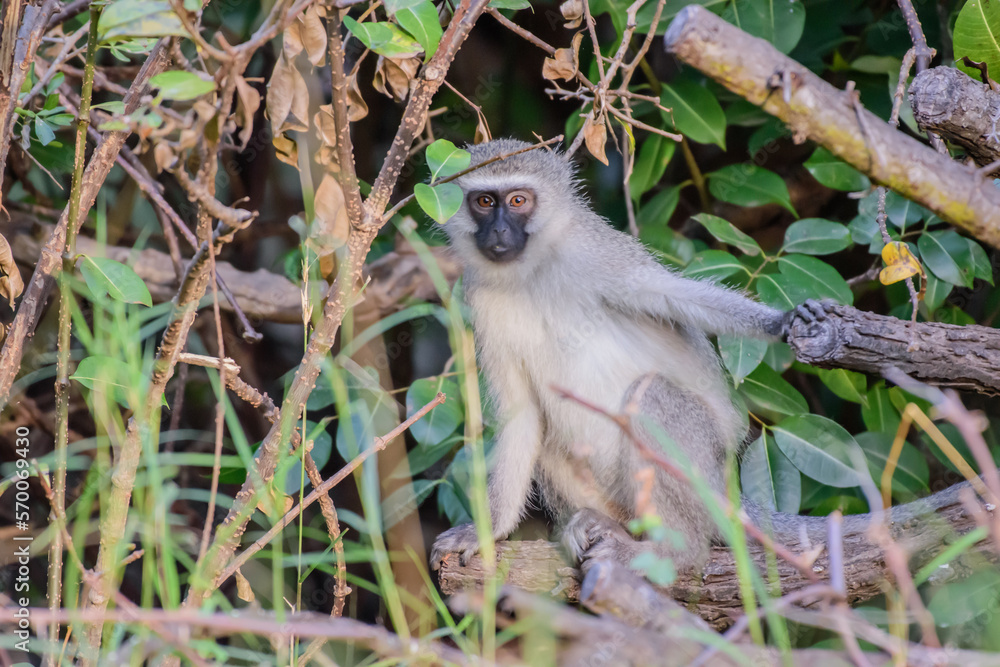 Obraz premium The vervet monkey, or simply vervet, is an Old World monkey of the family Cercopithecidae native to Africa.