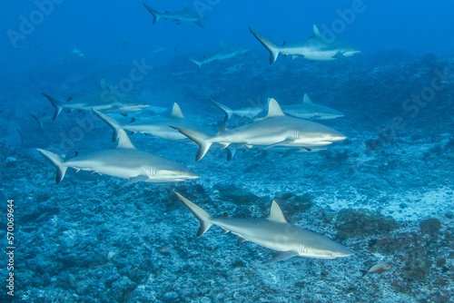 Grey shark  French Polynesia