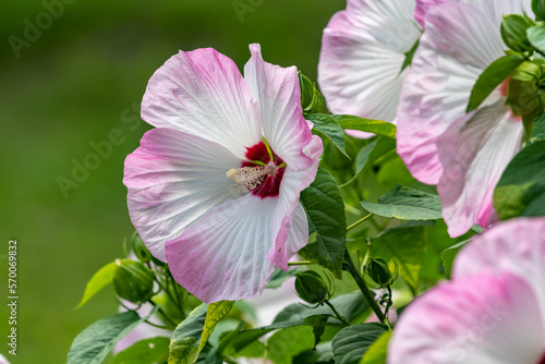 Large flowers of rose mallow