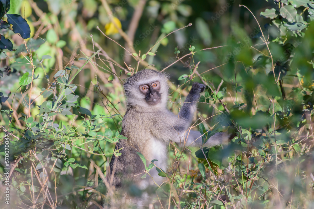 Fototapeta premium The vervet monkey, or simply vervet, is an Old World monkey of the family Cercopithecidae native to Africa.