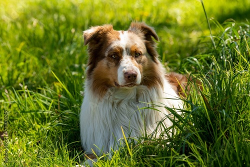 dog on grass