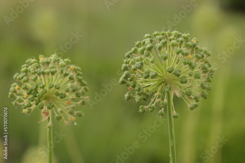 Grüntöne in der Natur