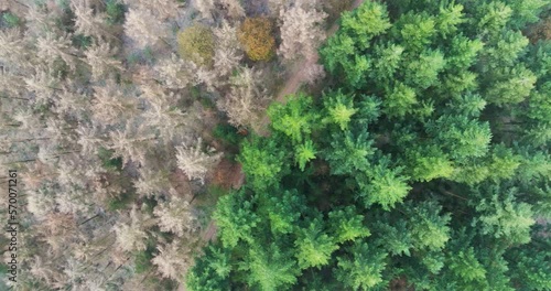 Aerial view of mixed forest with deciduous trees and conifers in autumn, straight down, Amerongse Berg, national park Utrechtse Heuvelrug, Utrecht, Netherlands. photo