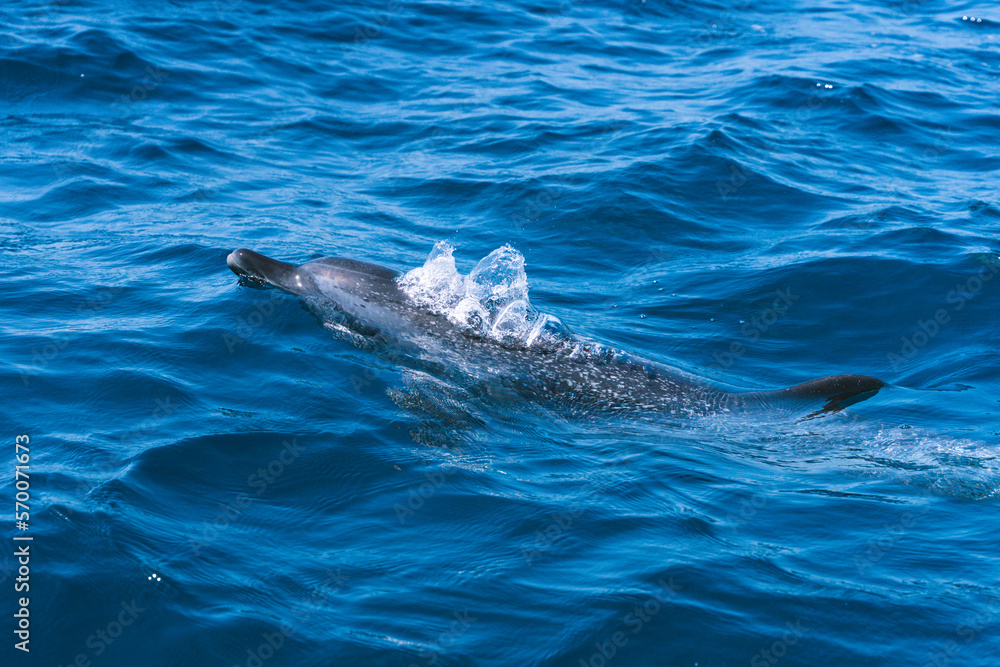 Naklejka premium Dolphin swimming in the middle of the ocean