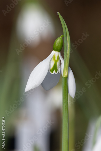 Close up of a galanthus Robin Hood snowdrop in bloom