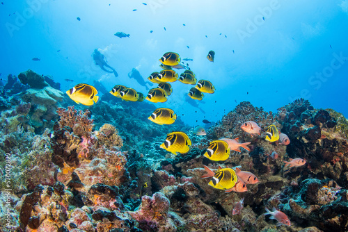 Fototapeta Naklejka Na Ścianę i Meble -  Reef life, French Polynesia