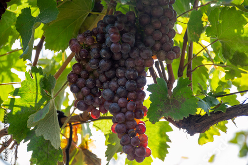 Different varieties of red grapes differ in taste and application