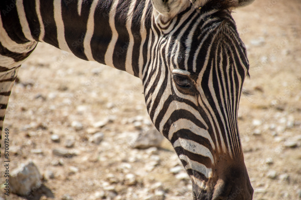 Fototapeta premium Lonely zebra walking in the hot desert
