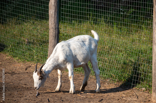 Leinwand Poster Hungry goat in captivity trying to find food
