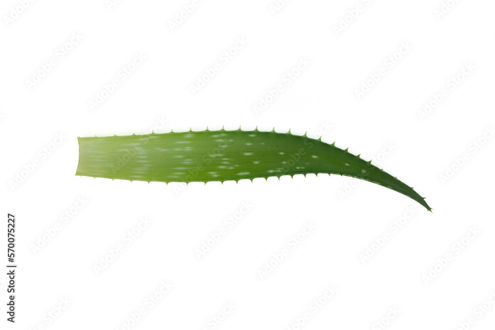 Fototapeta premium Aloe vera leaf. Aloe plant.