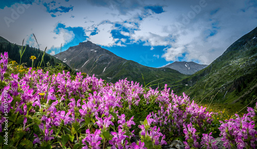 meadow with flowers in mountains © Dizo