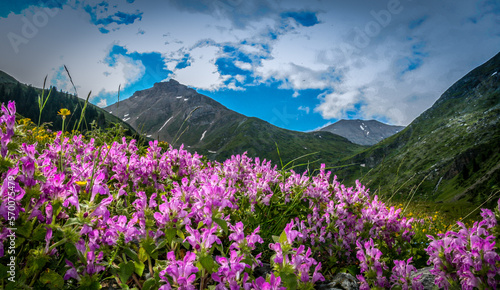 Canvas Print meadow with flowers in mountains