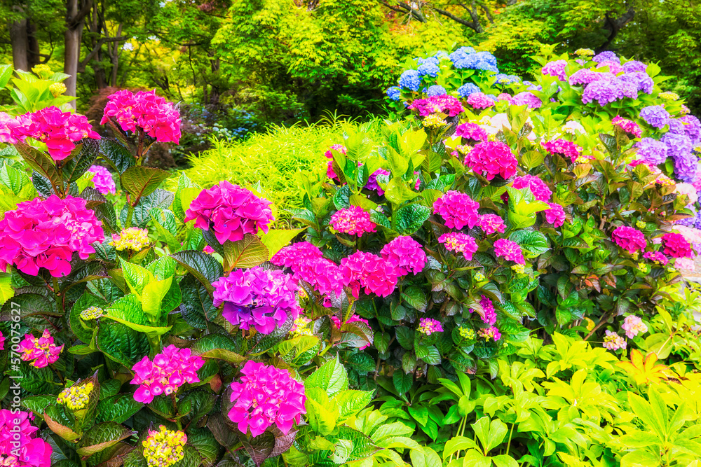 NZ Christ scarlett flower bush NZ Christ scarlett flower bush