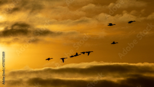 Golden hour at Avebury in Wiltshire. A flight of mallard ducks set off for home.