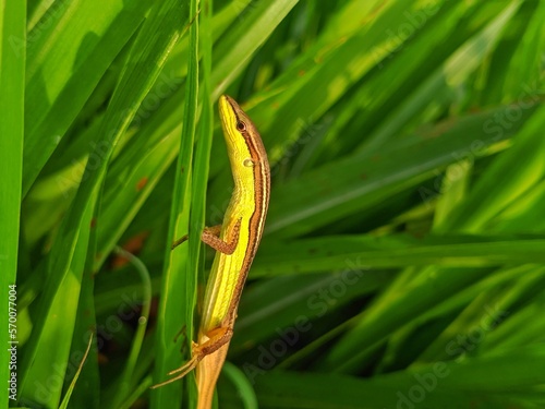 The grass lizard was perched on the leaves 