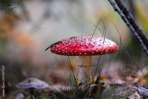 Fly agaric or amanita muscaria mushrooms fungi with dark blur forest background 