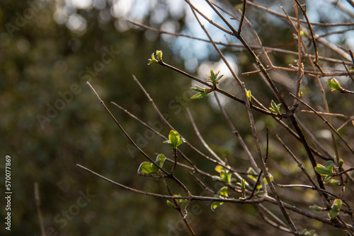 First buds of Blue Honeysuckle at the end of winter. Lonicera caerulea