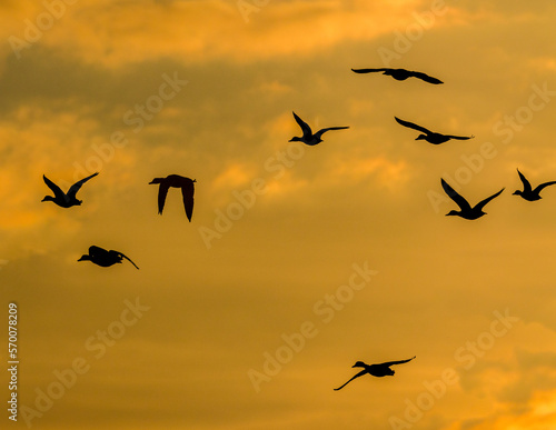 Golden hour at Avebury in Wiltshire. A flight of mallard ducks set off for home.