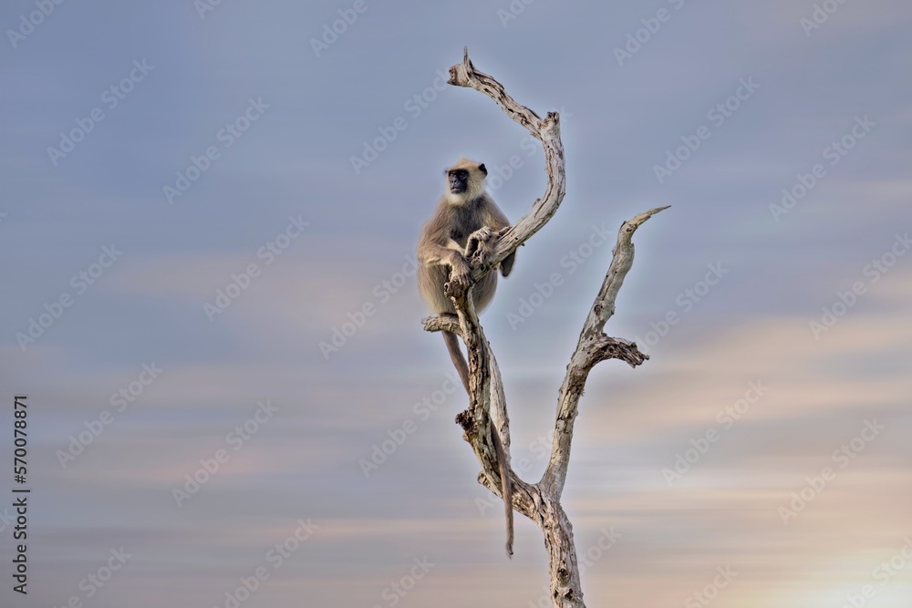 The tufted gray langur sitting on thr tree (Semnopithecus priam), also known as Madras gray langur, and Coromandel sacred langur The tufted gray langur sitting on thr tree (Semnopithecus priam), also known as Madras gray langur, and Coromandel sacred langur