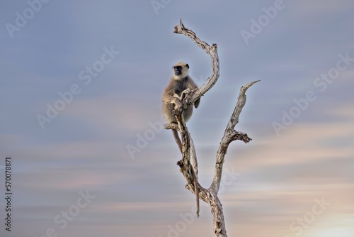 The tufted gray langur sitting on thr tree (Semnopithecus priam), also known as Madras gray langur, and Coromandel sacred langur 